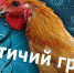 Профилактика гриппа у домашней птицы - Североуральский городской округ