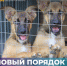 Новый Порядок организации деятельности приютов - Североуральский городской округ